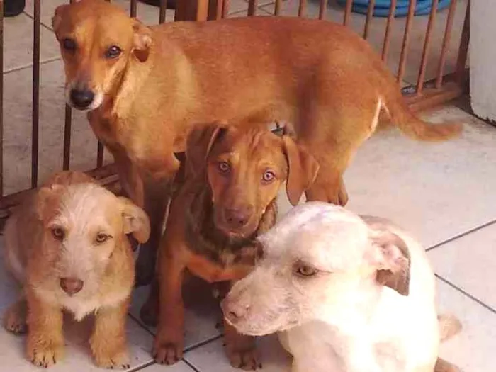 Cachorro ra a SRD idade 2 a 6 meses nome Bege Peludinho