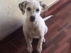 Cachorro ra a vira lata pai Dalmatas idade 2 a 6 meses nome Everest