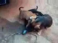 Cachorro ra a Indefinida idade 2 a 6 meses nome Filhotes