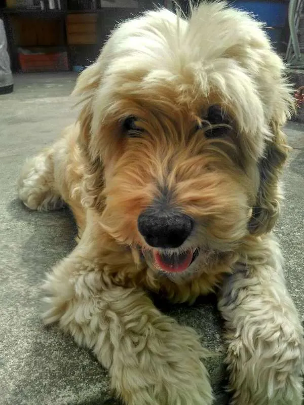 Cachorro ra a SRD idade 6 ou mais anos nome Bola