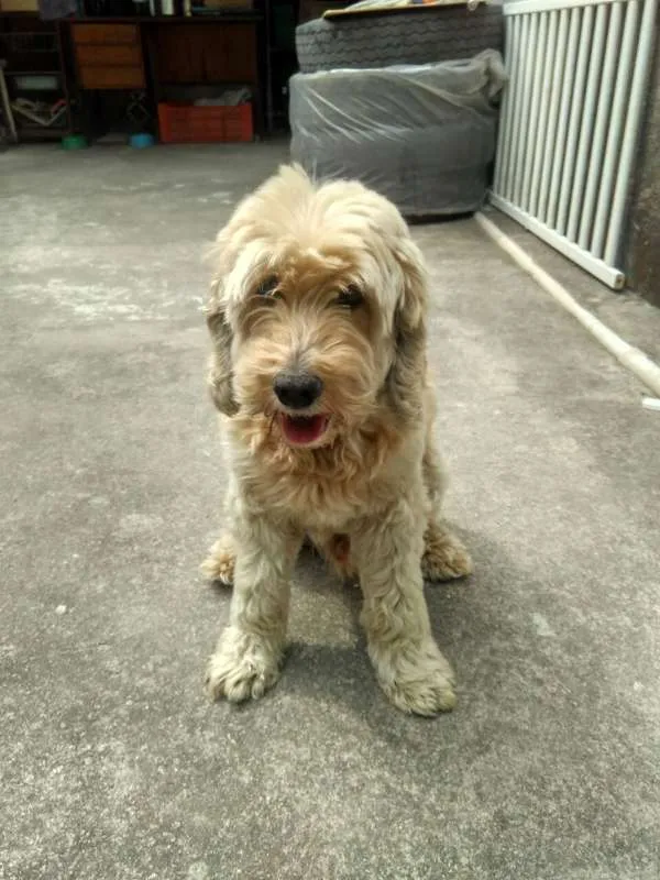 Cachorro ra a SRD idade 6 ou mais anos nome Bola
