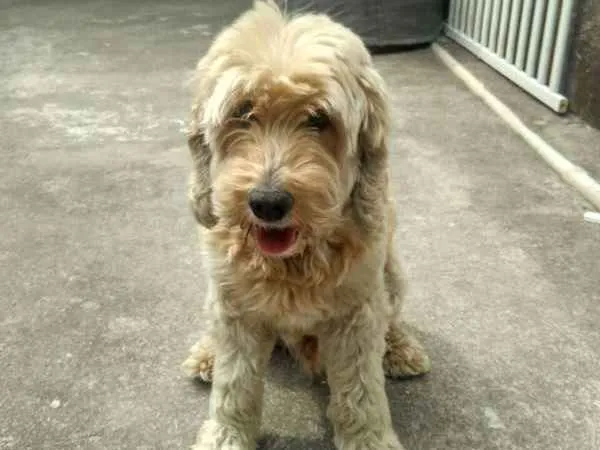 Cachorro ra a SRD idade 6 ou mais anos nome Bola