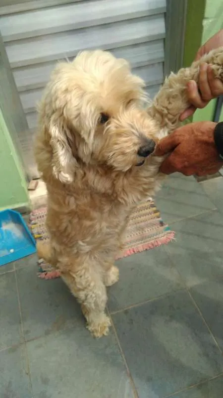Cachorro ra a SRD idade 6 ou mais anos nome Bola