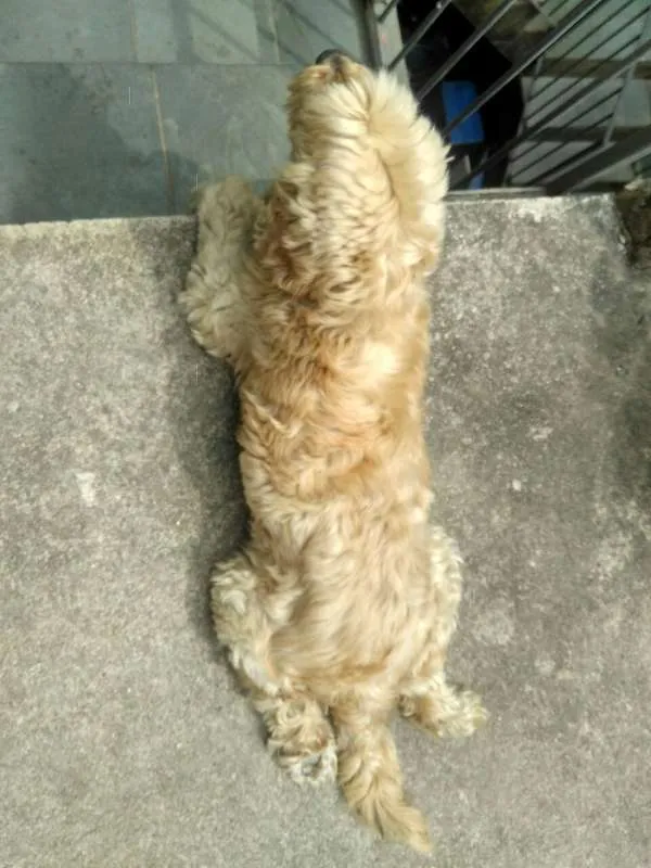 Cachorro ra a SRD idade 6 ou mais anos nome Bola