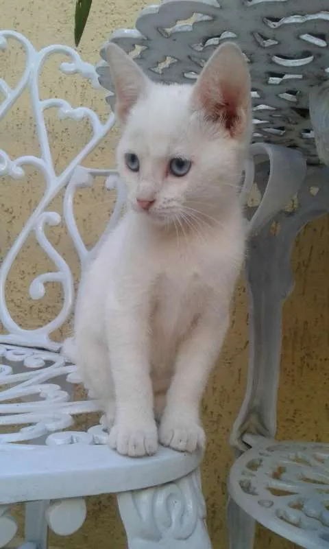 Gato ra a SRD idade 2 a 6 meses nome Alice