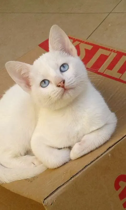 Gato ra a SRD idade 2 a 6 meses nome Alice