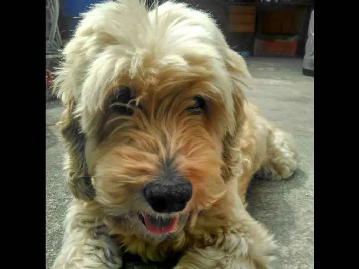 Cachorro ra a SRD idade 6 ou mais anos nome Bola