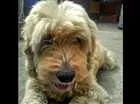 Cachorro raça SRD idade 6 ou mais anos nome Bola