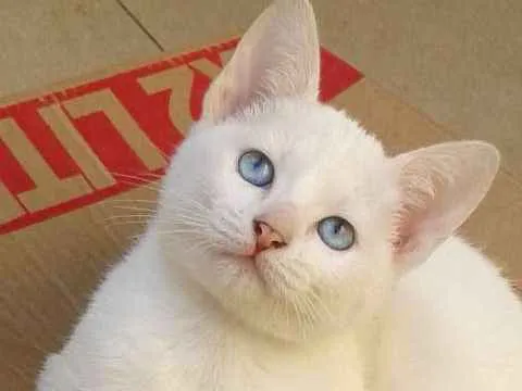 Gato ra a SRD idade 2 a 6 meses nome Alice