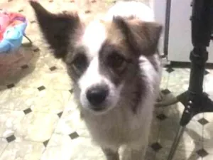 Cachorro raça SRD idade 2 anos nome Duque 