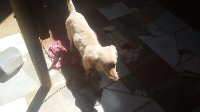 Cachorro ra a Nao sei idade 1 ano nome Spaik