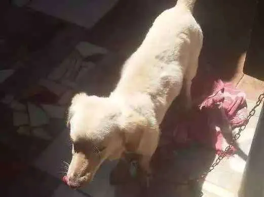 Cachorro ra a Nao sei idade 1 ano nome Spaik