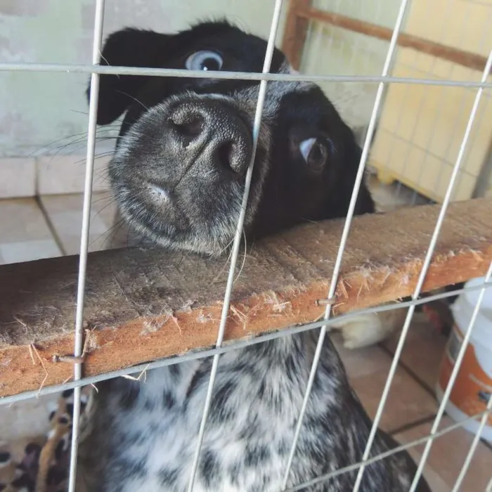 Cachorro ra a srd idade 7 a 11 meses nome Pintadinha