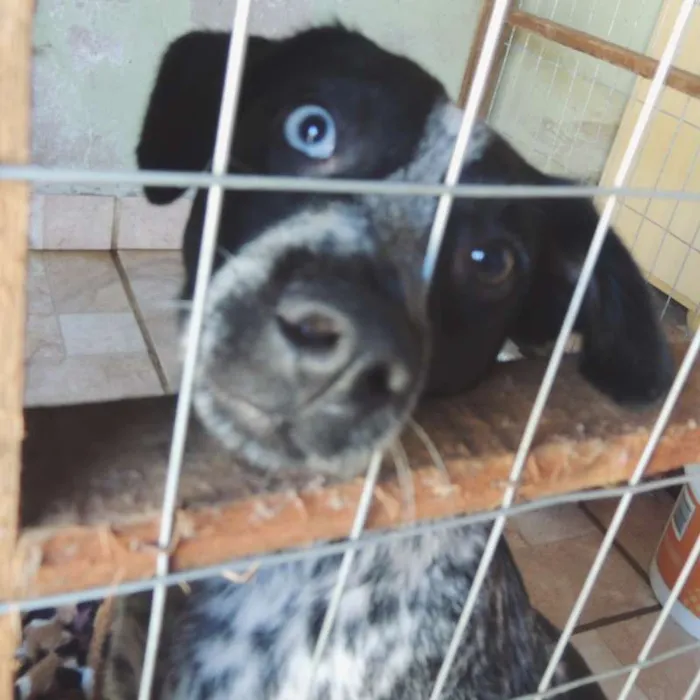 Cachorro ra a srd idade 7 a 11 meses nome Pintadinha