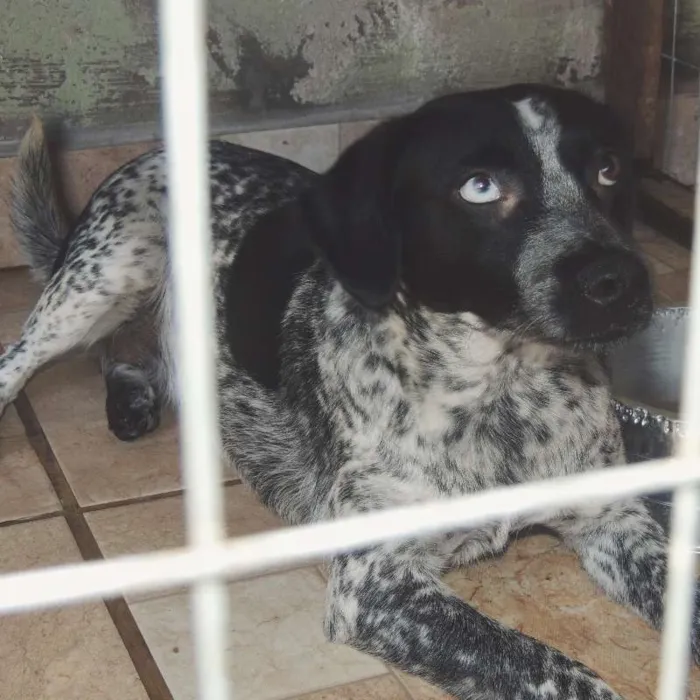 Cachorro ra a srd idade 7 a 11 meses nome Pintadinha