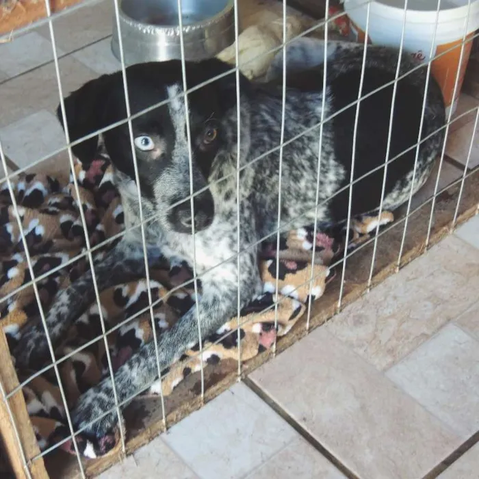 Cachorro ra a srd idade 7 a 11 meses nome Pintadinha