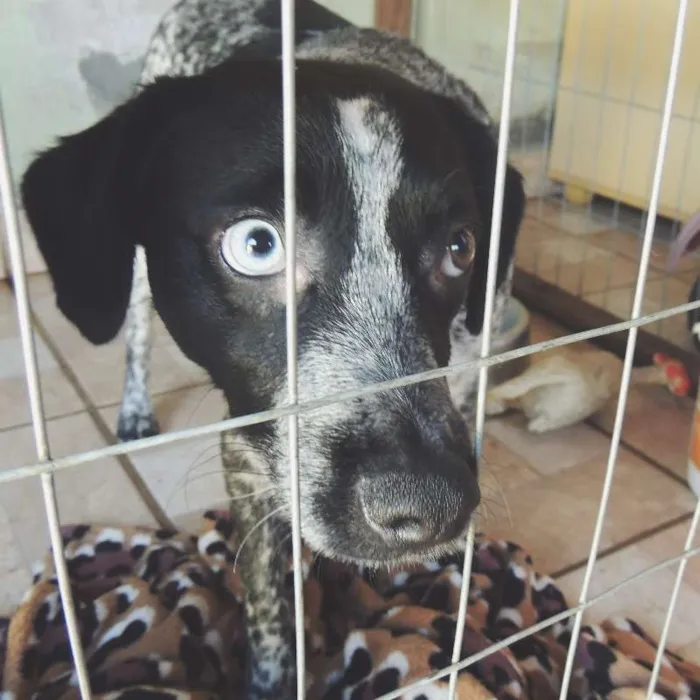 Cachorro ra a srd idade 7 a 11 meses nome Pintadinha