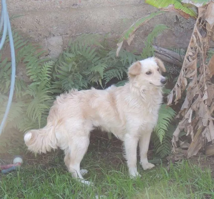 Cachorro ra a SRD idade 1 ano nome Meg