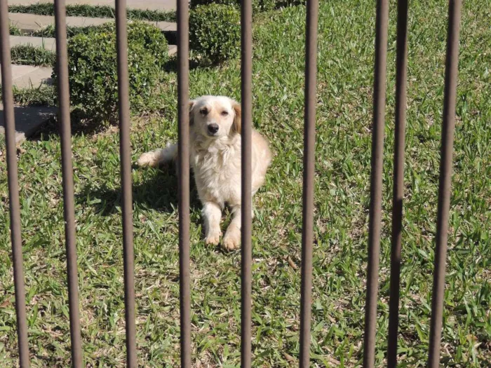 Cachorro ra a SRD idade 1 ano nome Meg