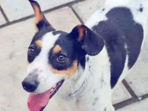 Cachorro raça Vira-Lata idade 1 ano nome Julie