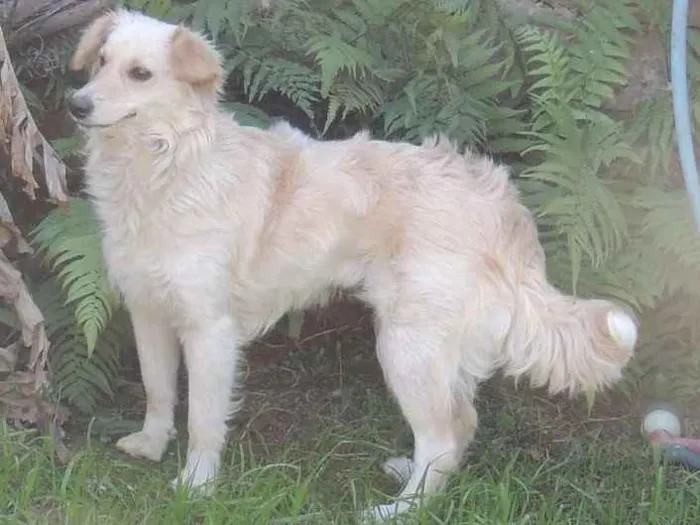 Cachorro ra a SRD idade 1 ano nome Meg