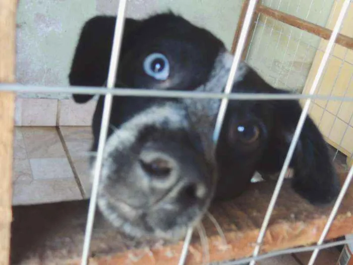 Cachorro ra a srd idade 7 a 11 meses nome Pintadinha