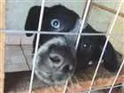 Cachorro raça srd idade 7 a 11 meses nome Pintadinha