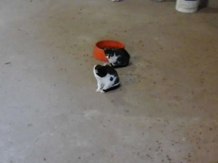 Gato raça SRD idade 2 a 6 meses nome Varios