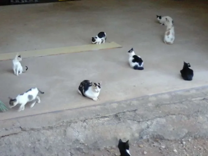 Gato raça SRD idade 2 a 6 meses nome Varios