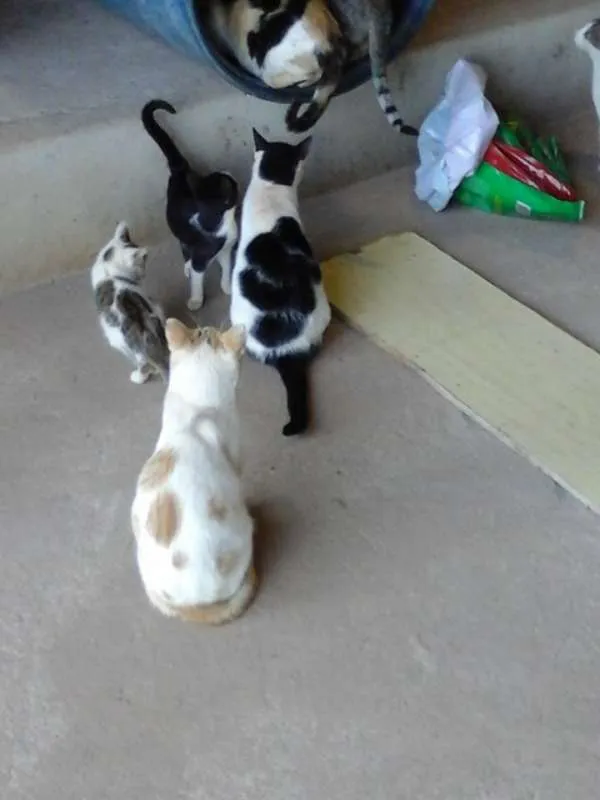 Gato raça SRD idade 2 a 6 meses nome Varios