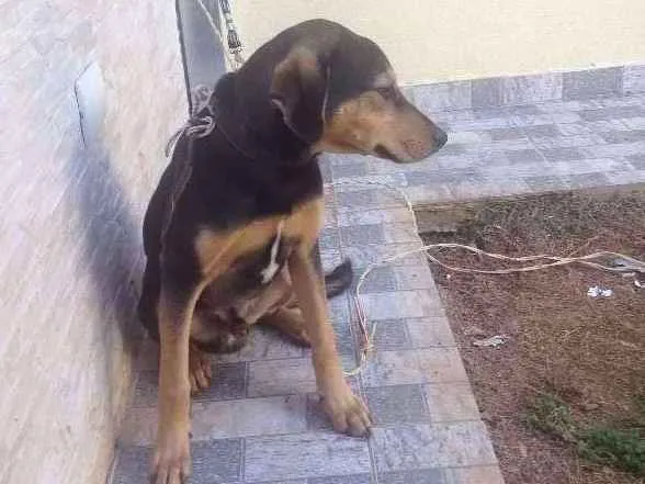 Cachorro ra a Mestiço idade 7 a 11 meses nome Kaleu