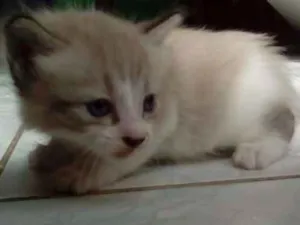 Gato raça SRD idade Abaixo de 2 meses nome Sem nome