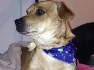 Cachorro raça SRD idade 3 anos nome Pitoco