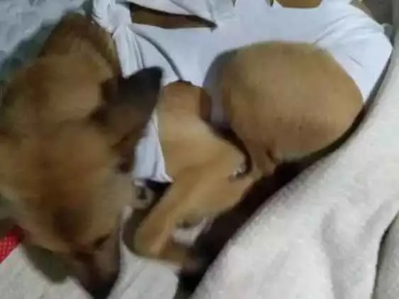 Cachorro ra a Srd idade 1 ano nome Magali