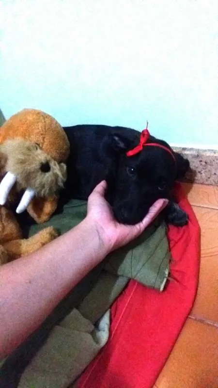 Cachorro ra a aparentemente labrador idade 2 a 6 meses nome Victória