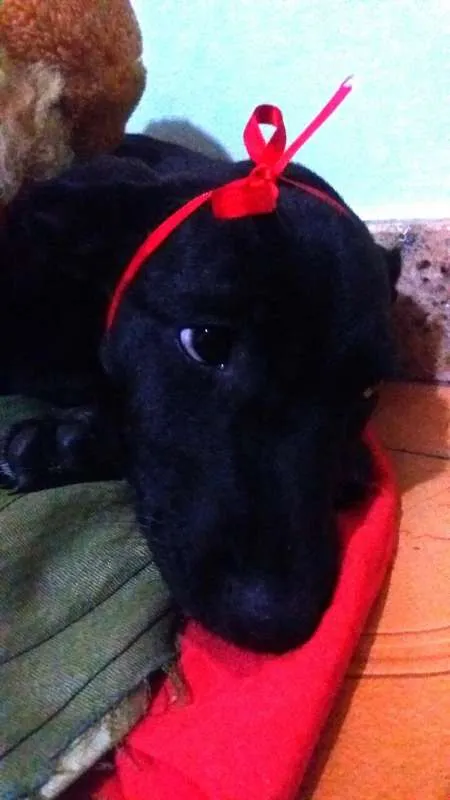 Cachorro ra a aparentemente labrador idade 2 a 6 meses nome Victória