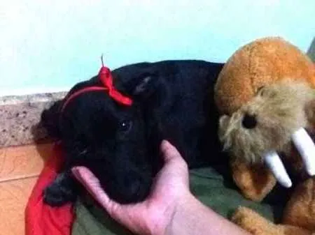 Cachorro ra a aparentemente labrador idade 2 a 6 meses nome Victória