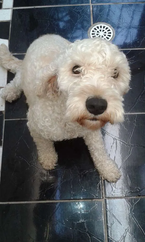 Cachorro ra a Poodle idade 3 anos nome Bob