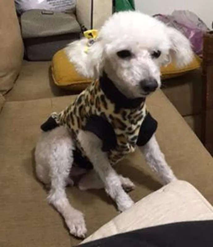 Cachorro ra a Poodle idade  nome Linda Poodle