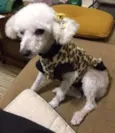 Linda Poodle