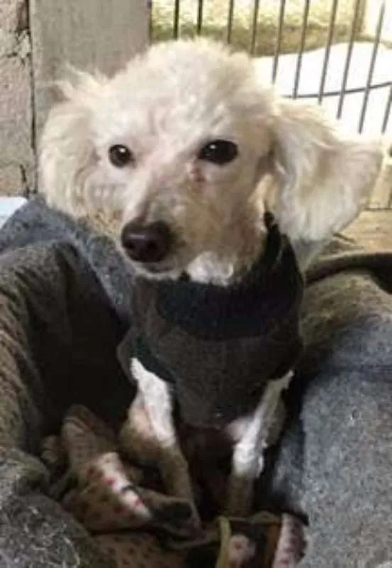 Cachorro ra a Poodle idade  nome Linda Poodle