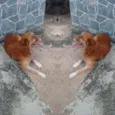 Amarelinho