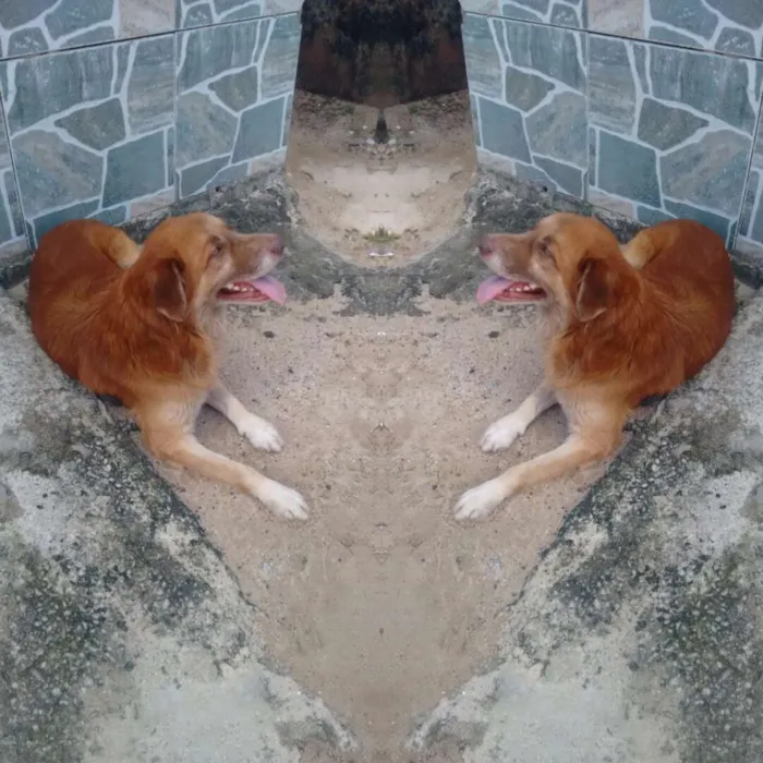 Cachorro ra a Mestiço idade 3 anos nome Amarelinho