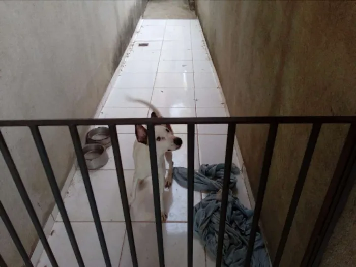 Cachorro raça Sem raça definida idade 1 ano nome Bidu