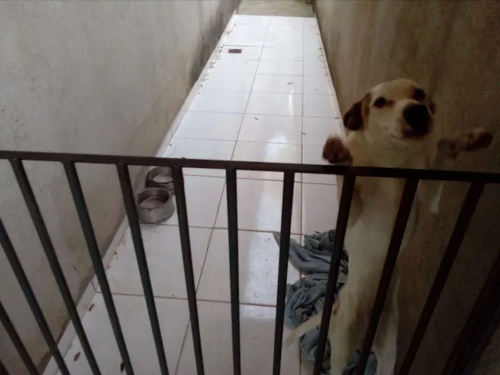 Cachorro raça Sem raça definida idade 1 ano nome Bidu