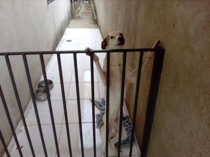 Cachorro raça Sem raça definida idade 1 ano nome Bidu