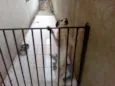 Bidu