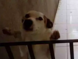 Cachorro raça Sem raça definida idade 1 ano nome Bidu
