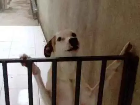 Cachorro raça Sem raça definida idade 1 ano nome Bidu