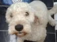 Bob